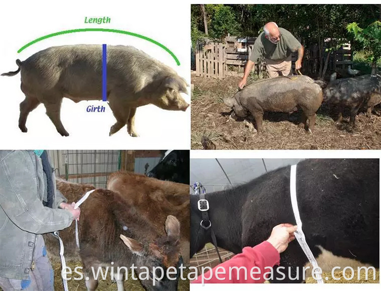 ODM / OEM que mide la cinta animal del peso del cerdo de la vaca calificada del peso animal